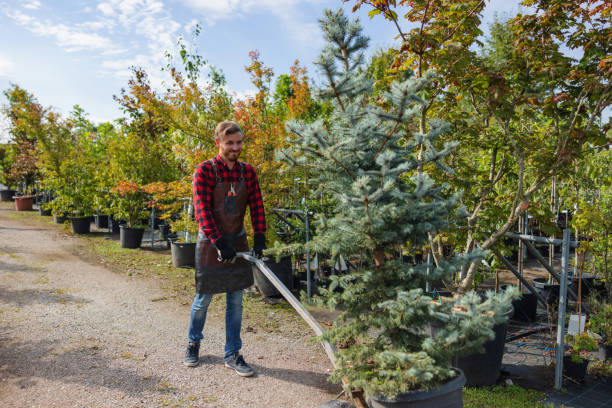 How Our Tree Care Process Works  in La Mesa, CA